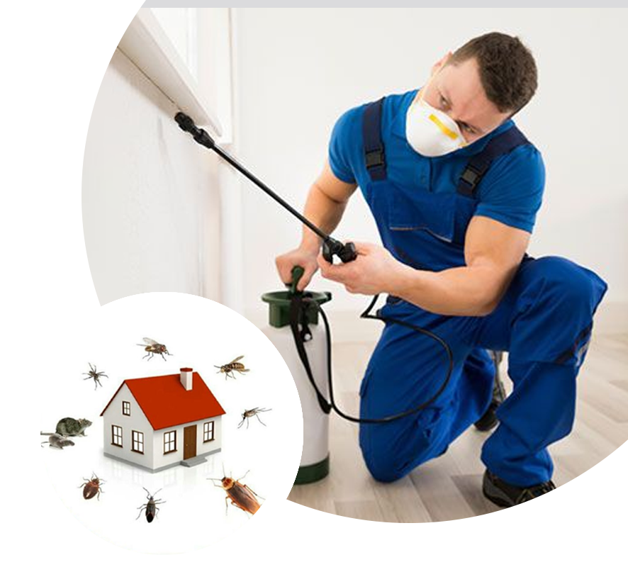 Hapur Pest Control | +91 9258969690