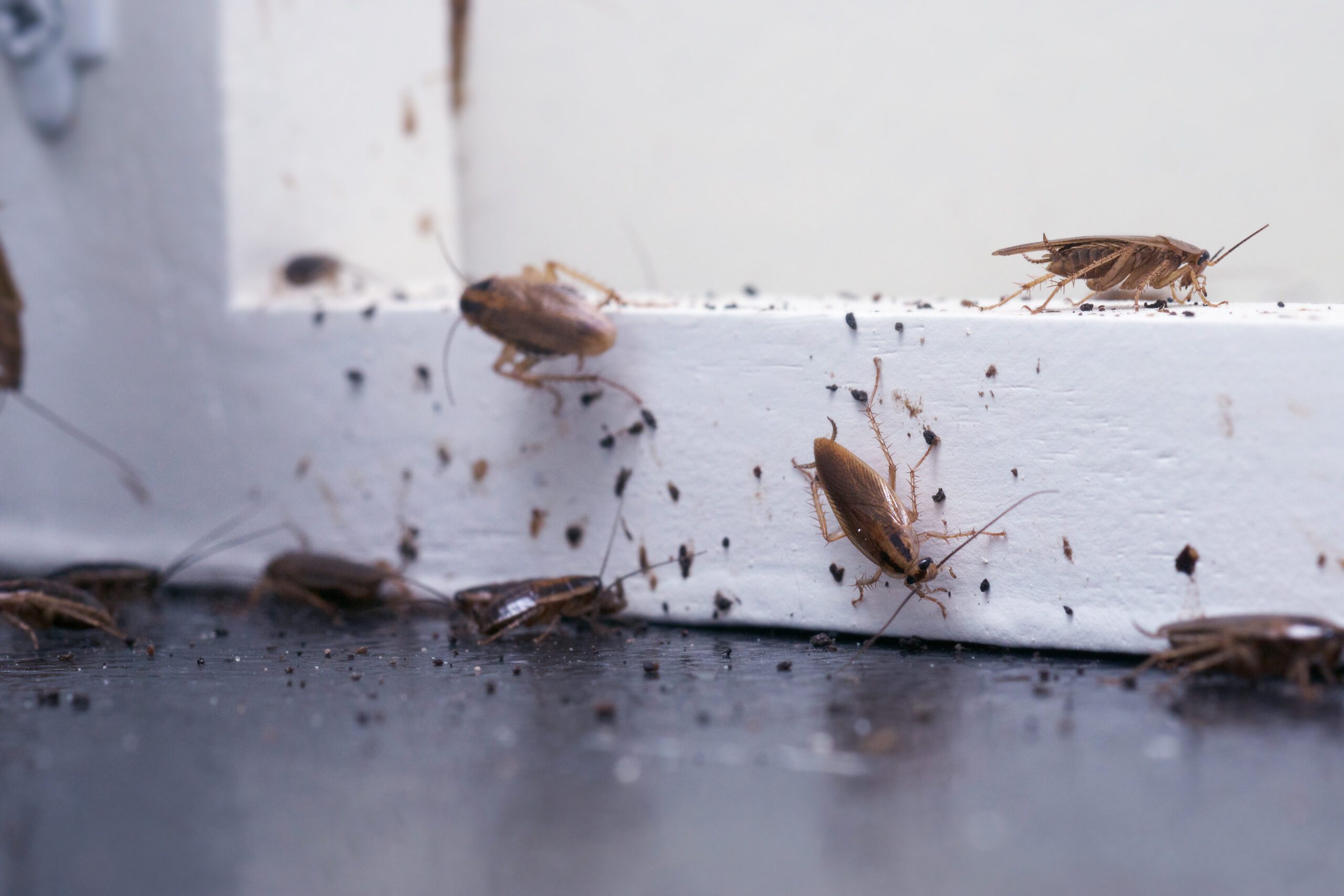 Hapur Pest Control