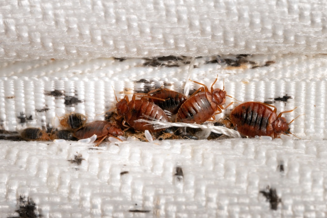 Hapur Pest Control